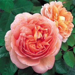 david austin roses shop south australia