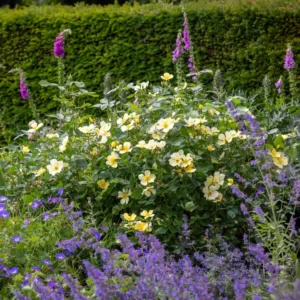 David Austin Tottering-By-Gently